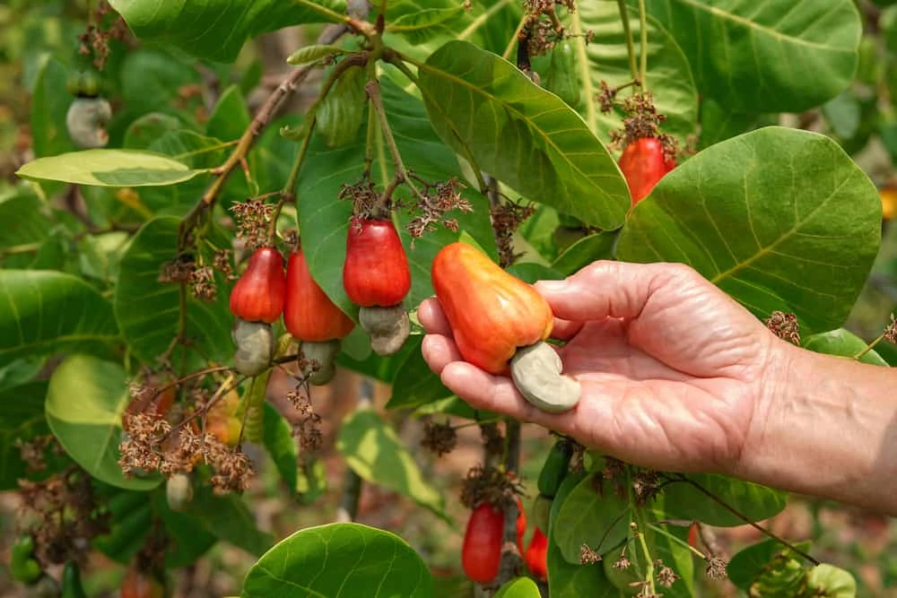 Cashew nuts tree