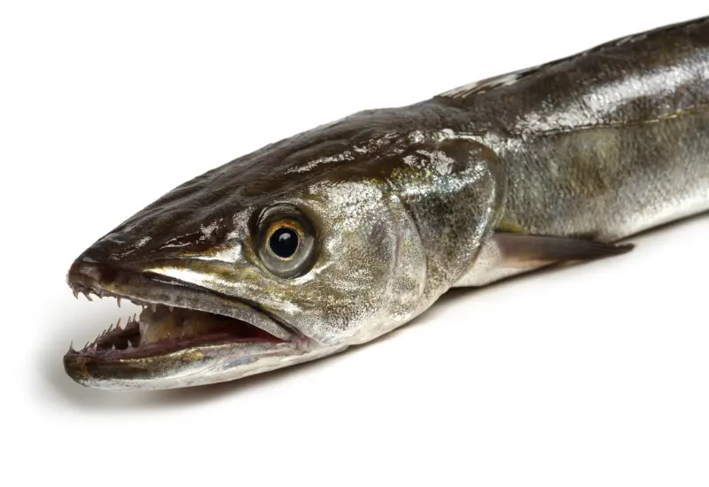 Hake fish 3