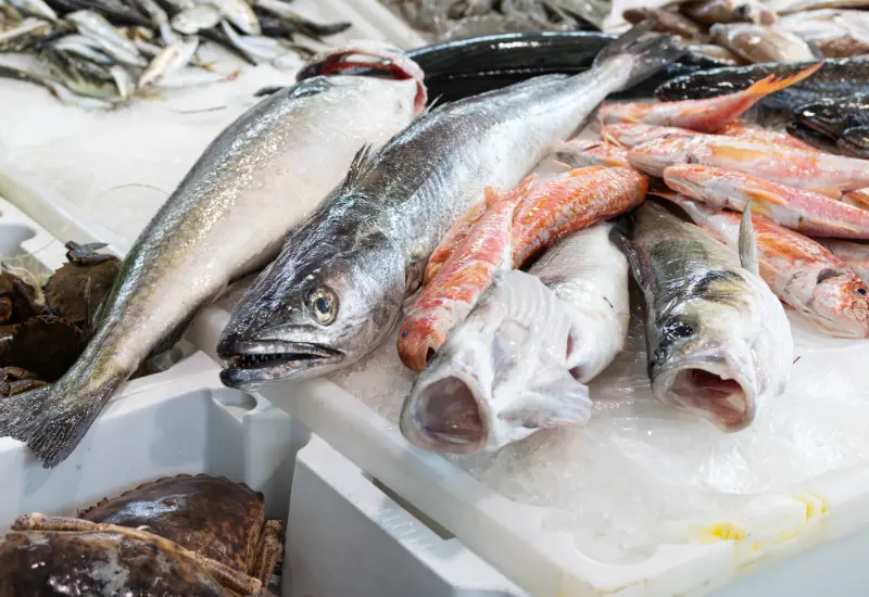 Hake fish