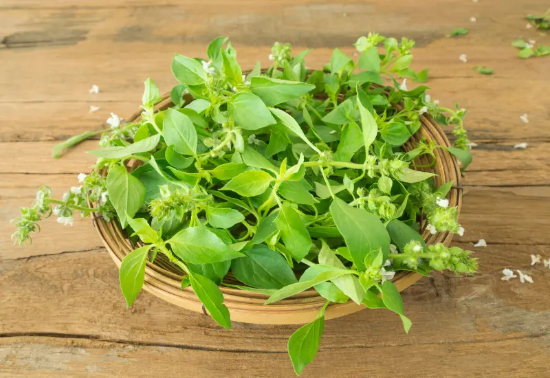 Scent leaf