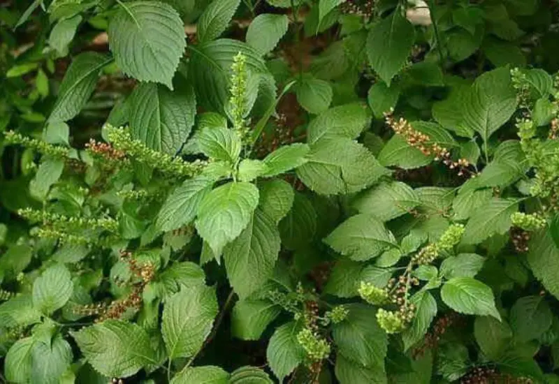 Scent leave 2
