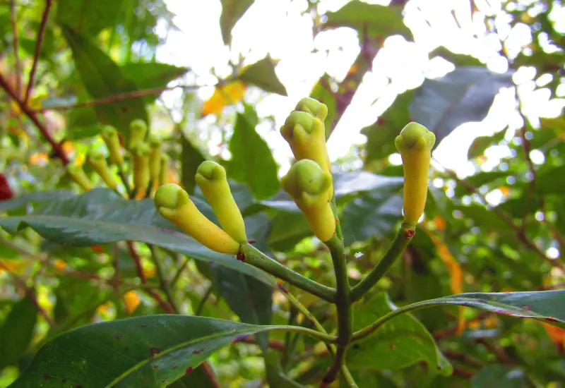 Cloves Growth