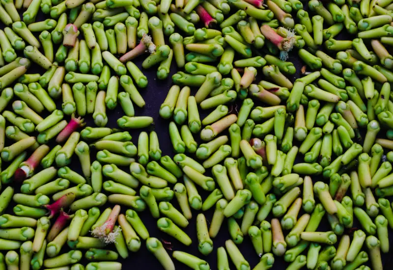 Freshly Harvested Cloves