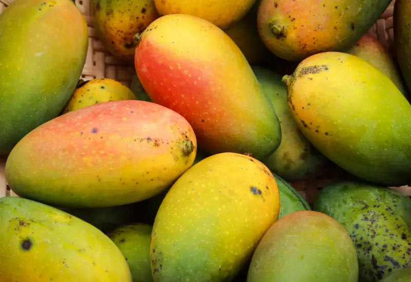 Mango health benefit